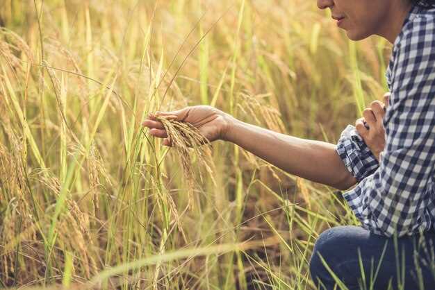 El arroz como símbolo de adaptabilidad y flexibilidad