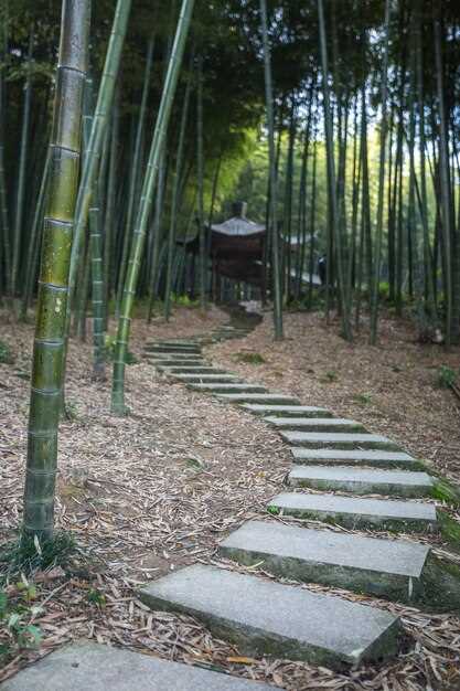 El bambú como un mensaje de superación personal