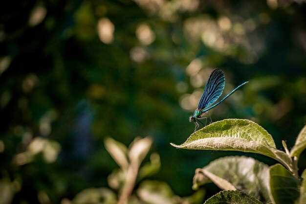 Colibrí en sueños: interpretación y simbolismo