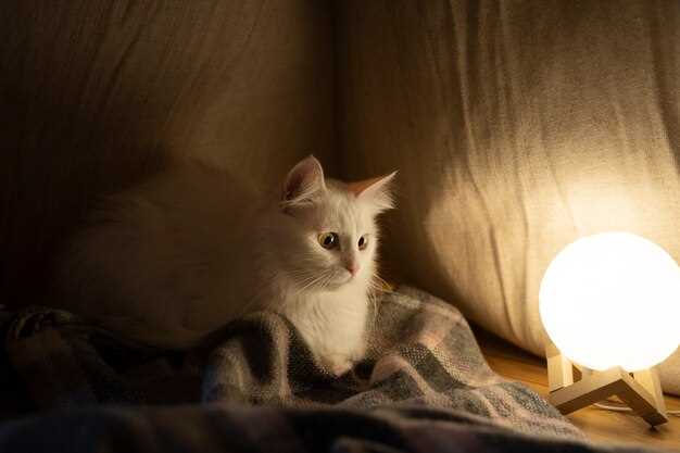 Un gato como símbolo de independencia y misterio