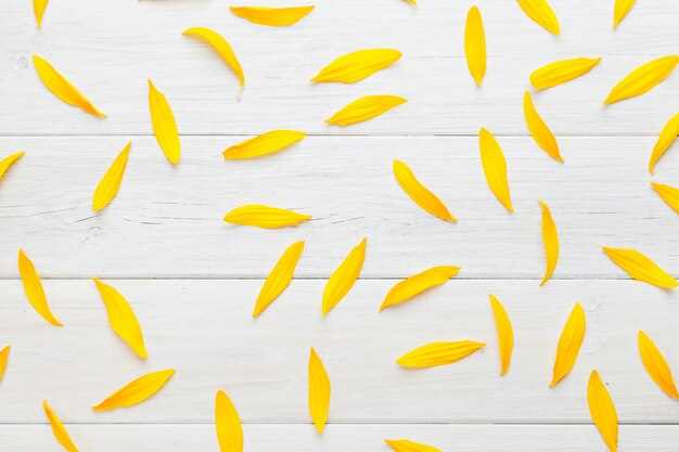 Hojas amarillas como señal de la llegada del otoño