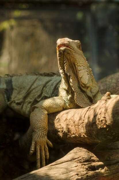 La iguana como representación de nuestras emociones en los sueños