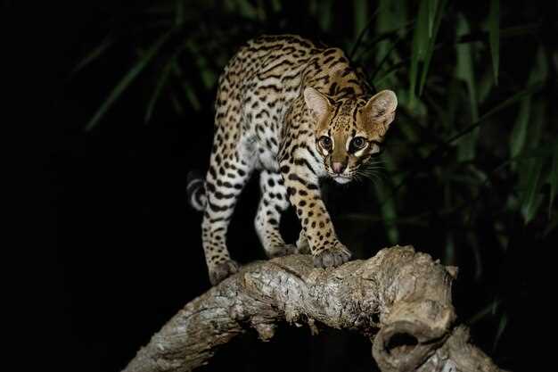 Interpretaciones comunes de los sueños con jaguares