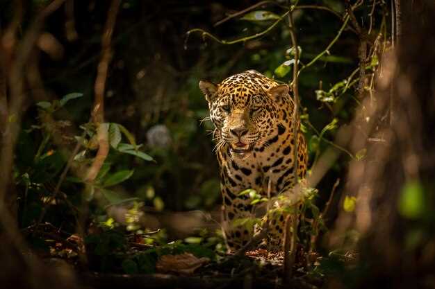 ¿Qué simboliza soñar con un leopardo?