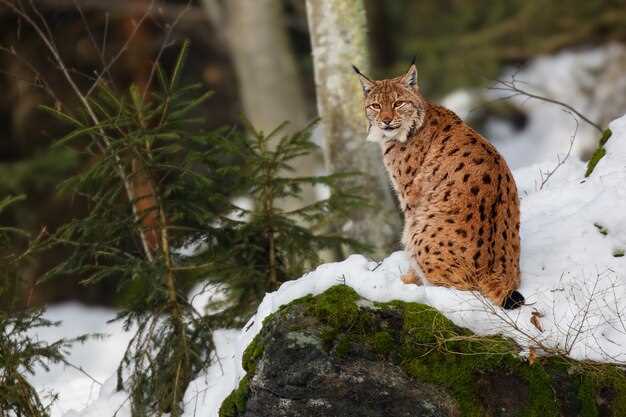 La presencia del lince en nuestras vidas