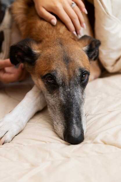 El perro herido como mensaje de cautela