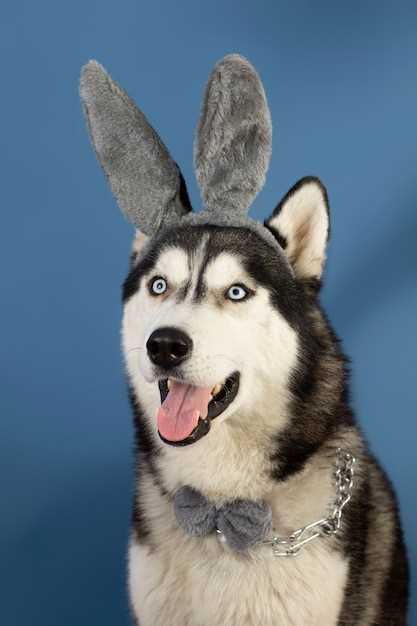 El Husky como representación de la fidelidad y lealtad