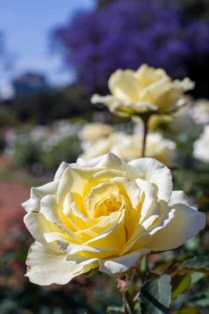 Significado emocional de las rosas amarillas en sueños