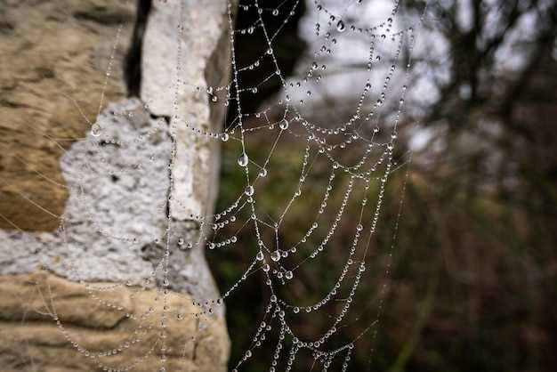 Admirar la perfección de una telaraña en sueños