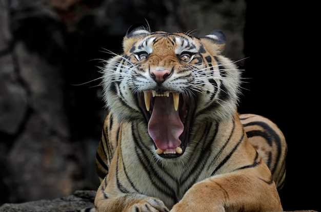 Los sueños de tigre atacando