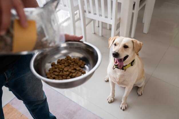 Significado de sueños con perro y carne cruda