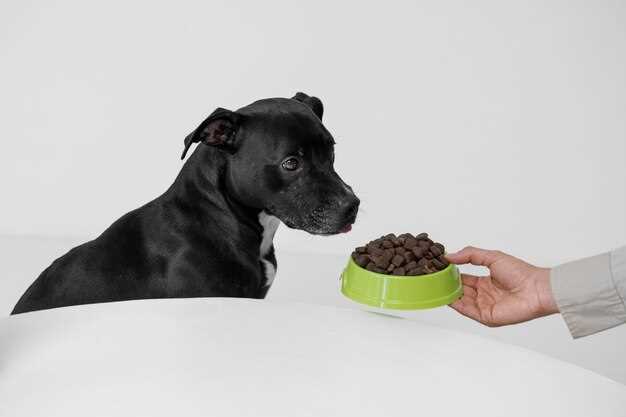 La importancia de la conexión emocional con tu perro