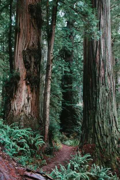Sueños con un bosque de coníferas nevado: ¿qué nos quieren decir?