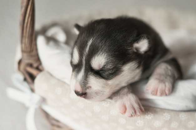 Relación de los cachorros lactantes en los sueños con la maternidad