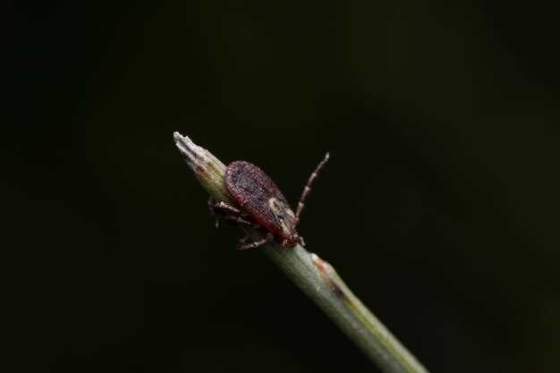 undefinedCultura africana:</strong><noscript><img decoding=