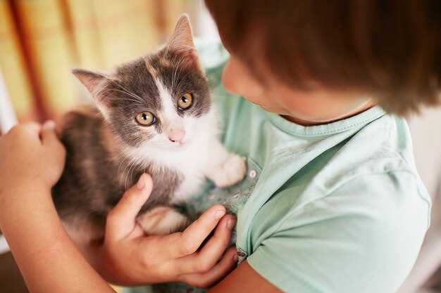 Simbolismo del sueño de golpear a un gato en diferentes creencias y supersticiones