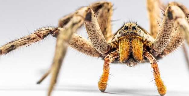 Las arañas como símbolo de poder y protección