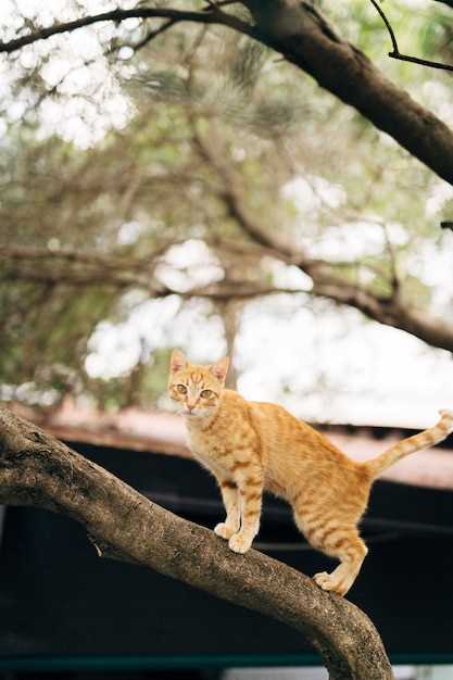 Interpretación de la cola de un gato arrancada