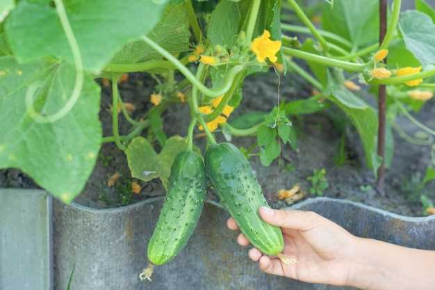 Significado de la plantación de pepinos en sueños