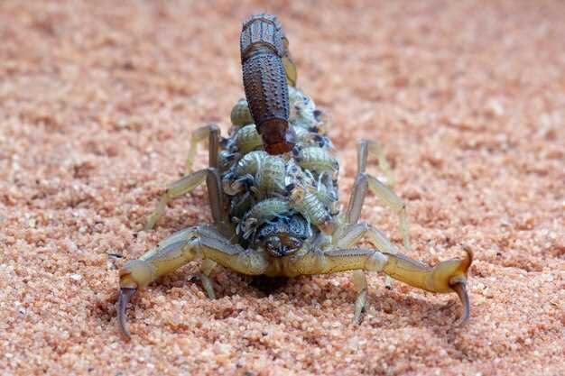 ¿Qué significa soñar con un escorpión enorme? Interpretación y simbolismo