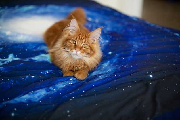 Cómo interpretar los sueños con un gatito en la cama
