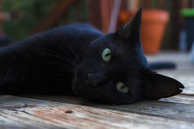 El significado de soñar con un gatito negro en tus brazos