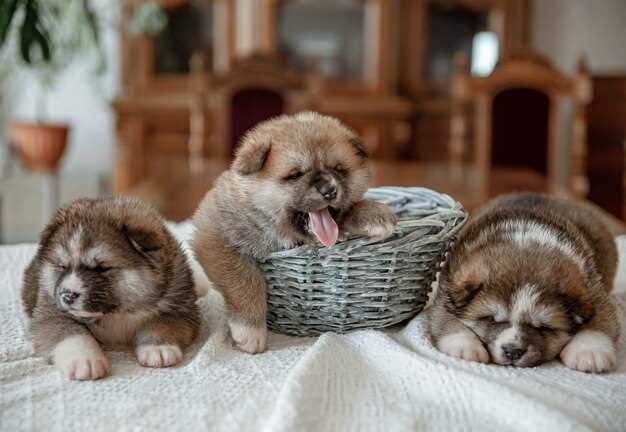 Soñar con cachorros amigables