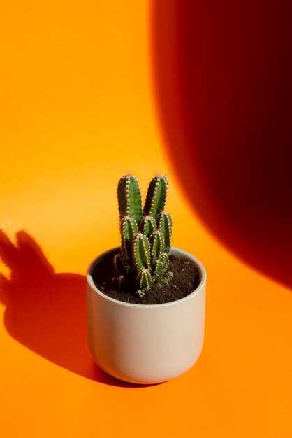 Los cactus como símbolo de protección en las interpretaciones oníricas
