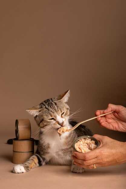 Alimentar a un gatito en sueños y la felicidad