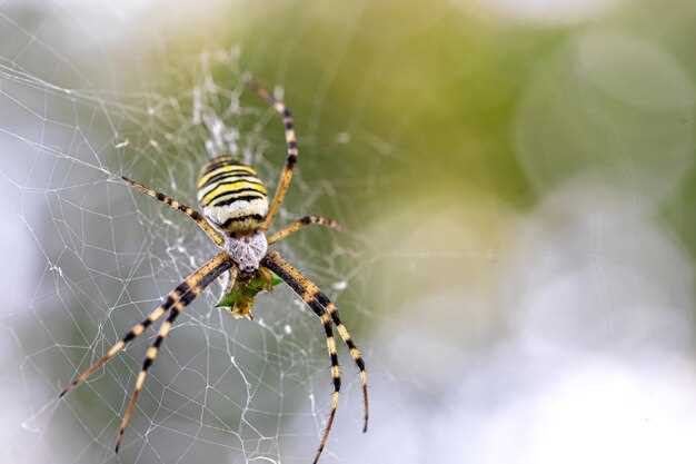 Cómo superar el miedo a las arañas tarántula en los sueños