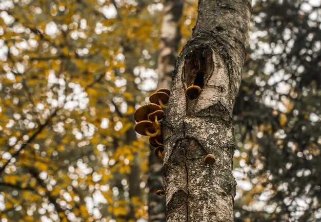 La corteza de abedul como conexión con la naturaleza