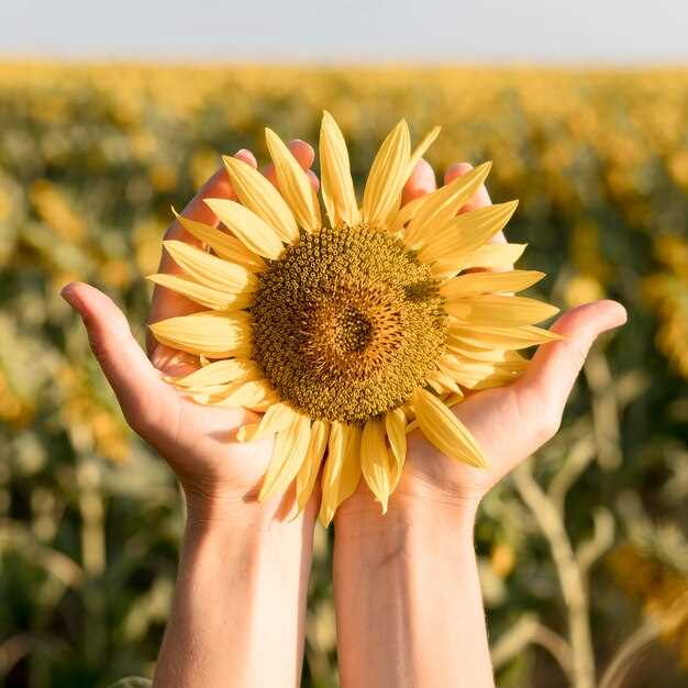 Girasoles rojos