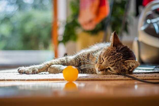 Echar a los gatitos del piso: un augurio de cambios