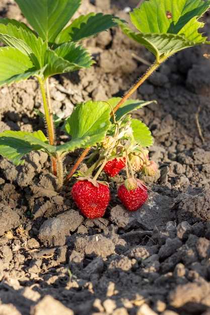 Simbolismo de las fresas dulces grandes en los sueños