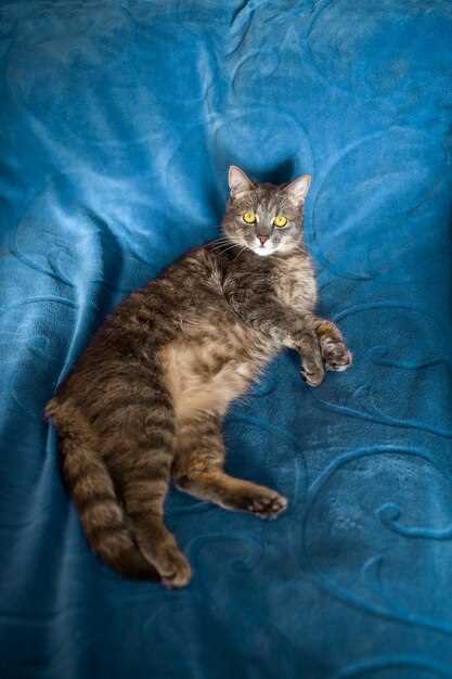 Interpretación psicológica de soñar con un gato doméstico