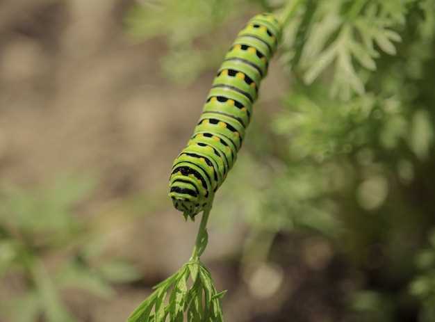 Naturaleza