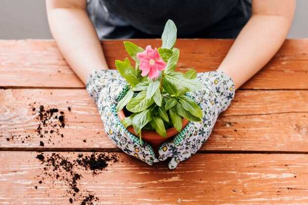 El mensaje detrás de las flores marchitas en las macetas en sueños