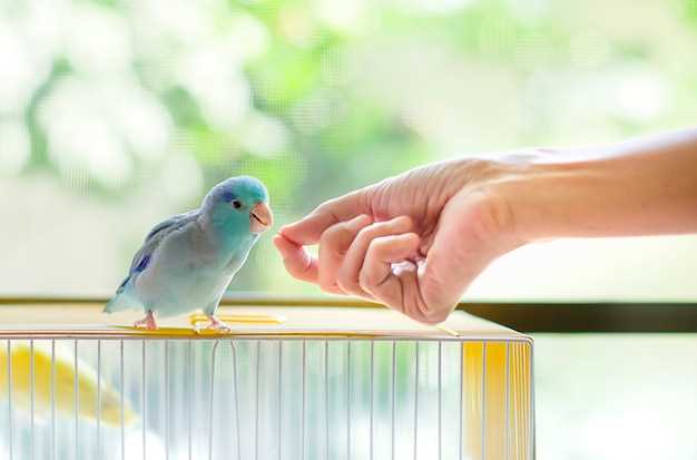 El simbolismo de las plumas de los loros en los sueños