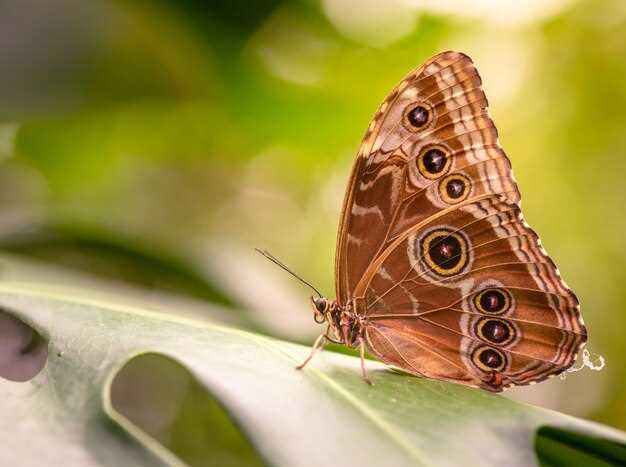 La mariposa como símbolo de transformación