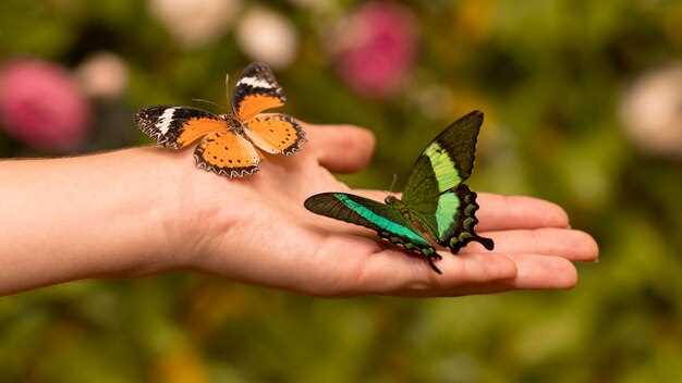 3. Reflexiona sobre el simbolismo tradicional de las mariposas