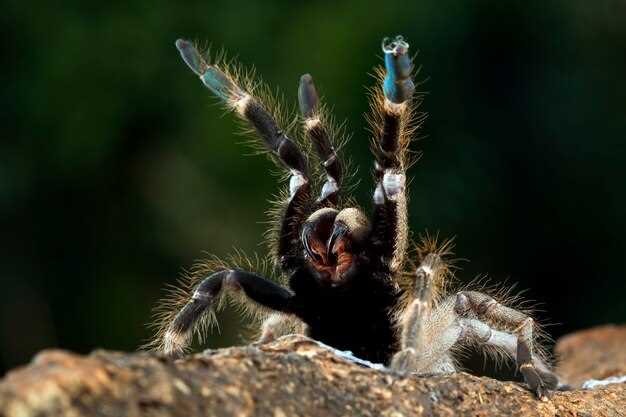 Cómo superar posibles fobias relacionadas con las arañas y los sueños