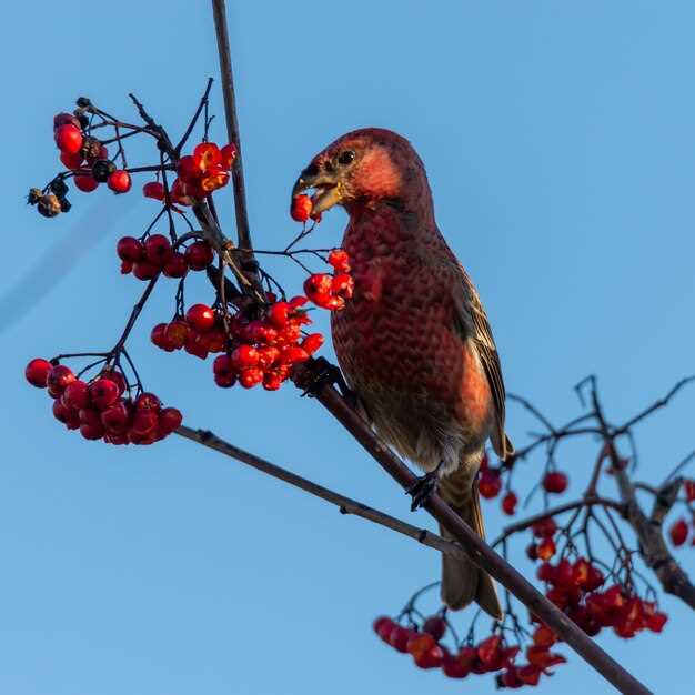 Interpretación y simbolismo detrás de los sueños de matar a los tres pájaros rojos