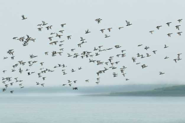 Interpretar los sueños con garzas en el agua