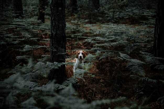 Los perros muertos y el posible cambio de actitudes y comportamientos