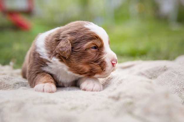Interpretación de los sueños: cachorros recién nacidos