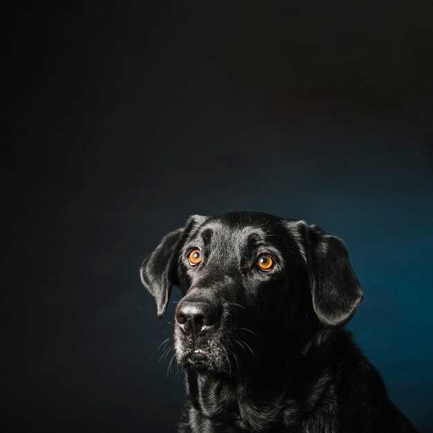 Agresión y protección