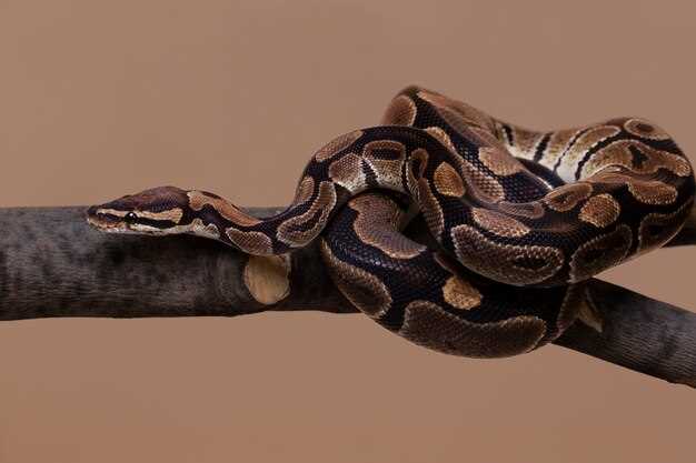 Pitón gris y sus similitudes con otras serpientes en sueños: