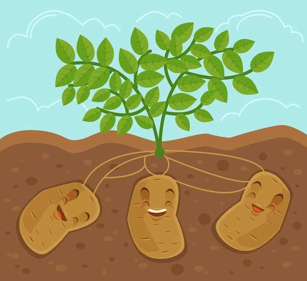 Interpretación de plantar patatas en sueños