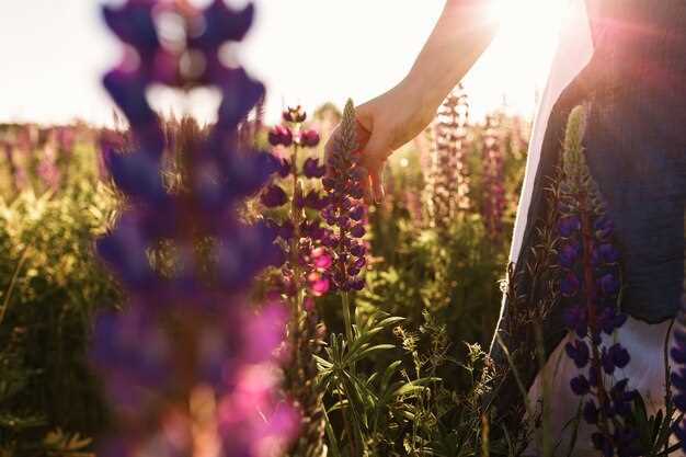 Un ramo de lavanda en sueños