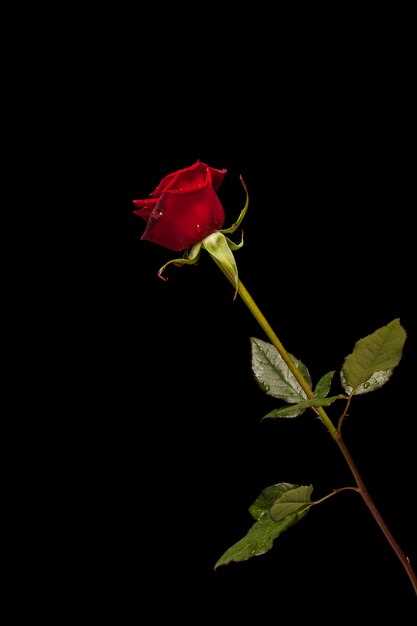 Sólo una rosa roja en sueños: qué significa, interpretación y simbolismo